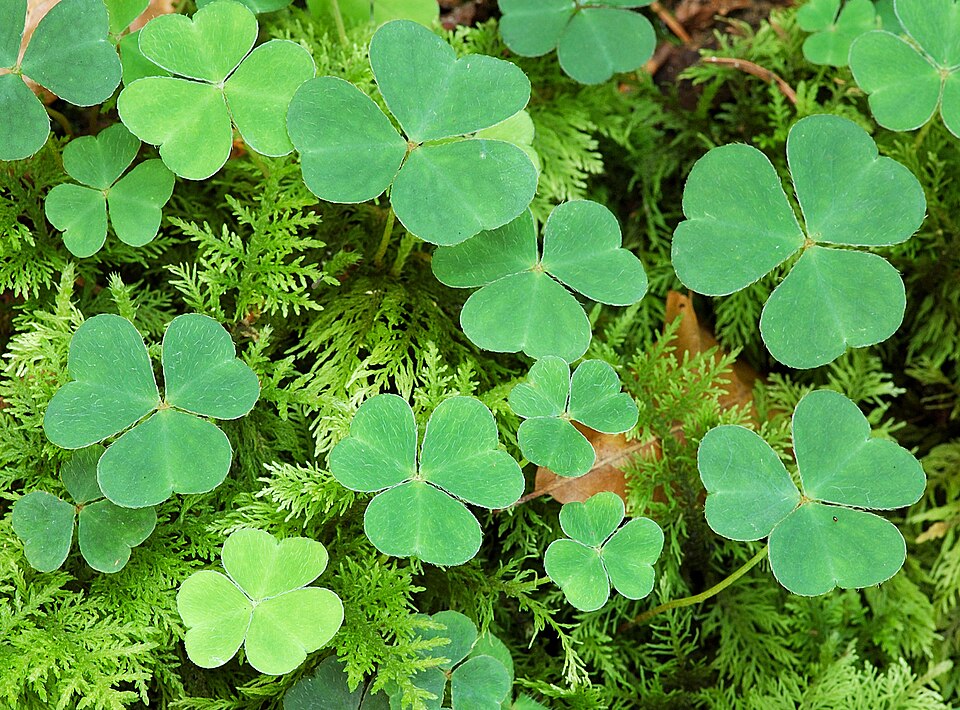 Petite oseille (Oxalis acetosella)