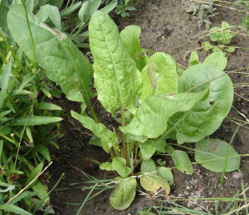 Grande oseille (Rumex acetosa)