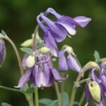 Ancolie des jardins