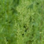 Artémisia annua