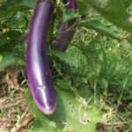 Aubergine Ping Tung