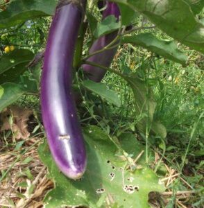 Aubergine Ping Tung
