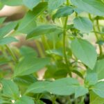 Basilic Citron