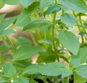 Basilic Citron
