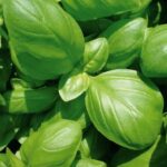 Basilic Grand Vert
