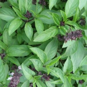 Basilic Réglisse