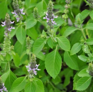 Basilic Tulsi