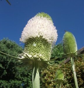 Cardère des Foulons