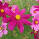Cosmos bipenné