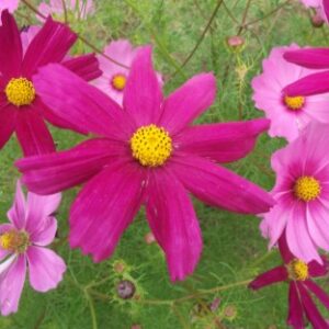 Cosmos bipenné