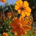 Cosmos sulfureux