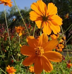 Cosmos sulfureux
