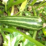 Courgette à fruit de type Verte d’Italie