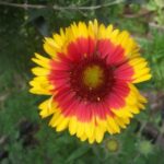 Gaillarde