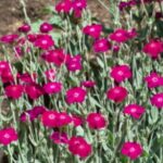 Lychnis