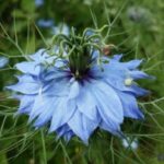 Nigelle