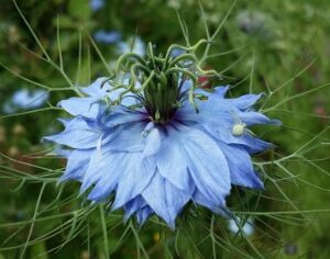 Nigelle
