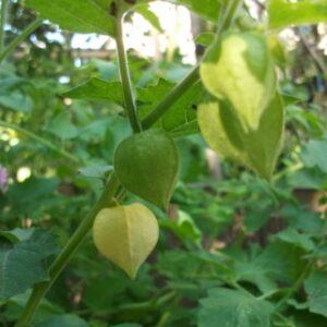 Physalis Cerise de Terre