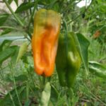 Poivron Marseillais