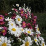 Reine-marguerite