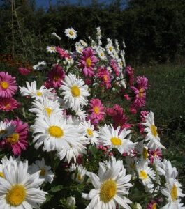 Reine-marguerite