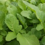 Roquette cultivée