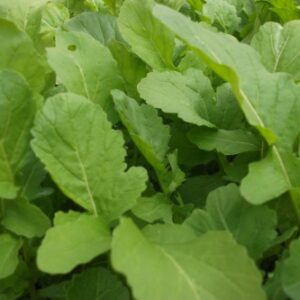 Roquette cultivée