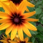Rudbeckia