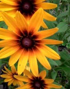 Rudbeckia