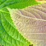 Shiso en mélange
