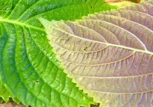 Shiso en mélange