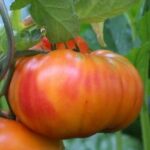 Tomate Ananas