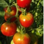 Tomate ancienne précoce de Quimper