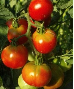 Tomate ancienne précoce de Quimper