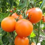 Tomate Auriga