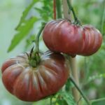 Tomate Calabache Pourpre