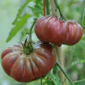Tomate Calabache Pourpre