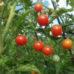 Tomate Cerise Rouge