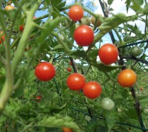 Tomate Cerise Rouge