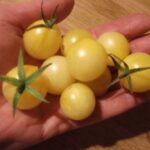 Tomate Groseille Blanche