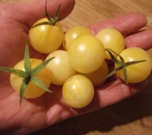 Tomate Groseille Blanche