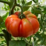 Tomate Marmande