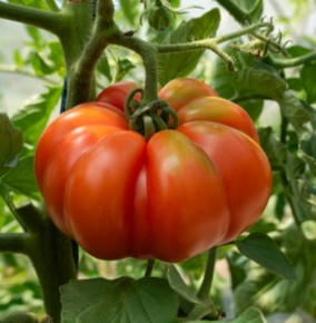 Tomate Marmande