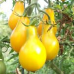 Tomate Poire Jaune