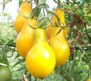 Tomate Poire Jaune