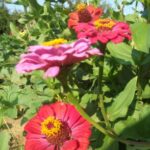 Zinnia à grandes fleurs