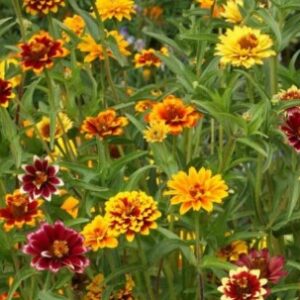 Zinnia mexicain