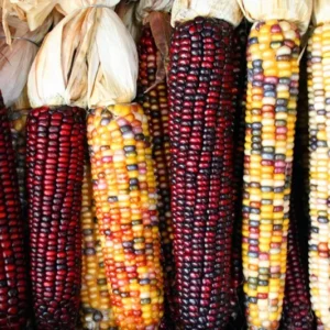 Semences paysannes - assortiment 5 variétés