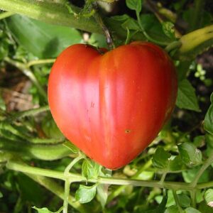 Tomate cœur de bœuf