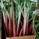 Rhubarbe